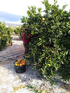 Agricultor cogiendo naranjas