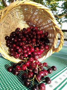 Canasto de cerezas